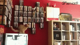 05 Katze Tiere Humor -  Fun 