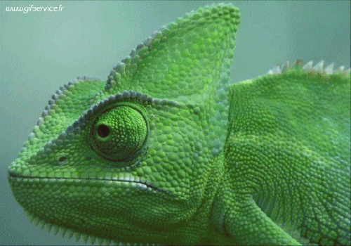 01 Chameleon Animals Humor -  Fun 