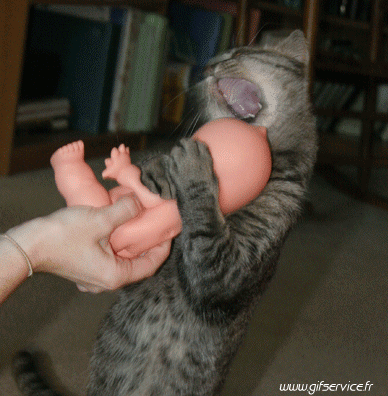 Serie 04 Chats Animaux Humour - Fun 