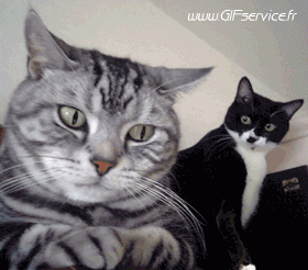 01 Gatti Animali Umorismo -  Fun 