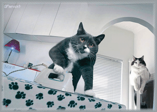 05 Cats Animals Humor -  Fun 