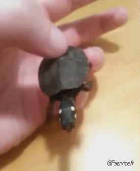 01 Tortugas Animales Humor - Fun 