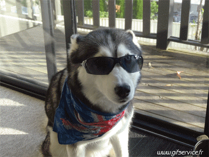 03 Hunde Tiere Humor -  Fun 