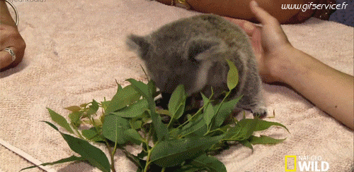 01 Koala Animaux Humour - Fun 