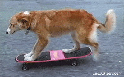 01 Dogs Animals Humor -  Fun 