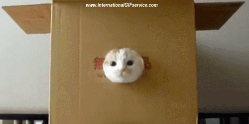 01 Katze Tiere Humor -  Fun 