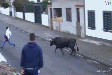 01 Toros Animales Humor - Fun 