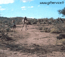 01 Camellos Animales Humor - Fun 