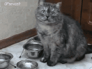 05 Katze Tiere Humor -  Fun 