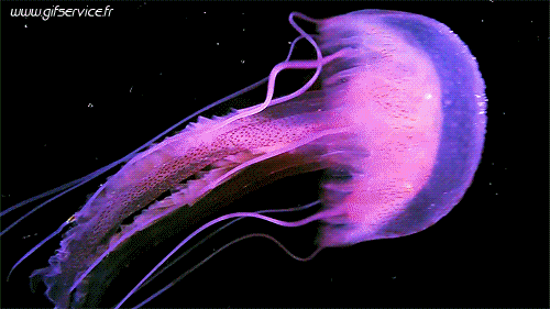 01 Jellyfish Animals Humor -  Fun 