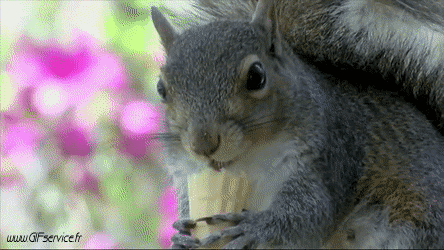 01 Ardillas Animales Humor - Fun 