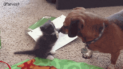 05 Katze Tiere Humor -  Fun 