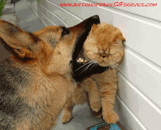 01 Katze Tiere Humor -  Fun 