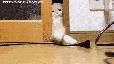 01 Katze Tiere Humor -  Fun 