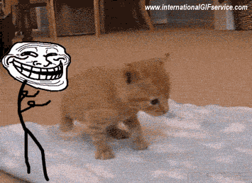 01 Katze Tiere Humor -  Fun 