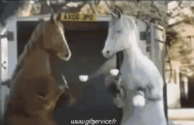 Serie 01 Chevaux Animaux Humour - Fun 