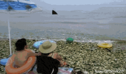 01 Sharks Animals Humor -  Fun 