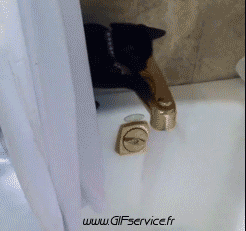 Serie 03 Chats Animaux Humour - Fun 