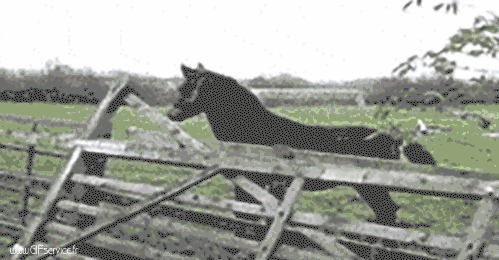 01 Pferde Tiere Humor -  Fun 