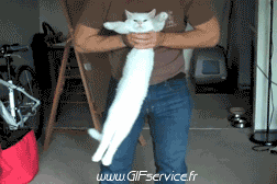 Serie 02 Chats Animaux Humour - Fun 