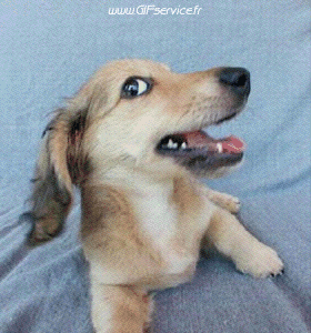 01 Hunde Tiere Humor -  Fun 