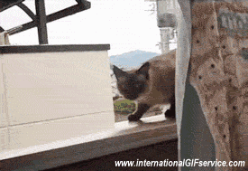 01 Cats Animals Humor -  Fun 