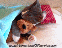 01 Cats Animals Humor -  Fun 