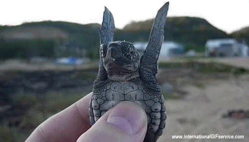 01 Tortugas Animales Humor - Fun 