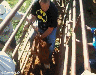 01 Donkeys Animals Humor -  Fun 