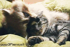 01 Mapaches Animales Humor - Fun 