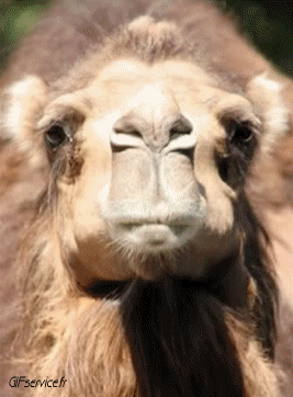01 Camellos Animales Humor - Fun 