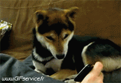 01 Dogs Animals Humor -  Fun 