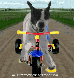 Serie 01 Chiens Animaux Humour - Fun 