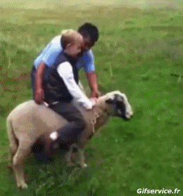 01 Pecora Animali Umorismo -  Fun 