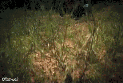 Fun - Win Quad Transporte Humor - Fun 