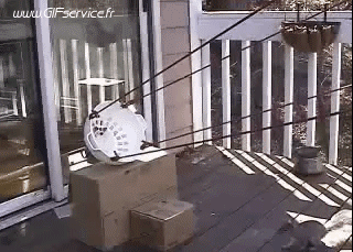 01 Squirrels Animals Humor -  Fun 