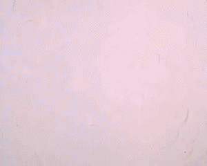 Motors Race Video GIF - 06 Los Autos Locos Dibujos animados TV Peliculas Multimedia 