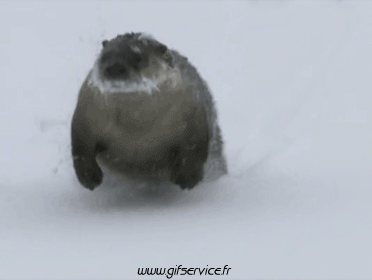 01 Foche leone marino Animali Umorismo -  Fun 