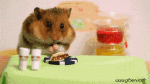 Humor -  Fun Tiere Hamster 01 