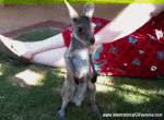Humor -  Fun Animals Kangaroos 01 