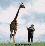 Humor -  Fun Animals Giraffes 01 