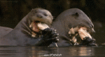 Humor -  Fun Tiere Otters 01 