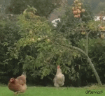 Umorismo -  Fun Animali Uccelli Galli - Galline 
