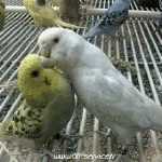Humor -  Fun Animals Birds Parakeet Parrot 