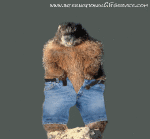 Umorismo -  Fun Animali Marmotte 01 