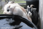 Humor -  Fun Animals Goats - Goatee 01 
