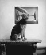 Humor -  Fun GIF Künstler Bill Domonkos 