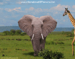 Humor -  Fun Tiere Elefanten 01 