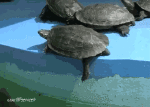 Humor -  Fun Animals Turtles 01 