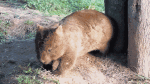 Humor -  Fun Tiere Wombat 01 